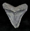 Serrated Juvenile Megalodon Tooth - Florida #21170-1